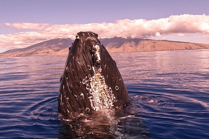 West Maui Sunset Whale Watch - Chasing Humpbacks in Maui’s Marine Sanctuary Waters
