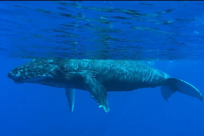 West Maui Sunset Whale Watch - Value Check: Small-Group Service and Photo-Ready Extras