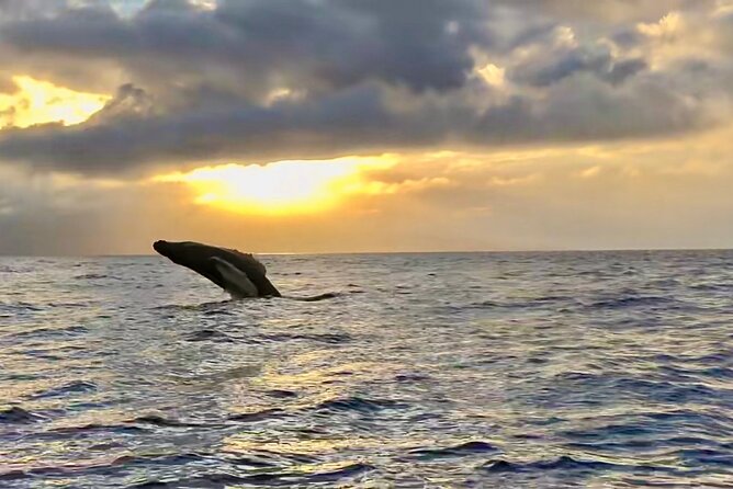 West Maui Sunset Whale Watch - Board, Then Go Wide: How 360-Degree Viewing Changes Everything