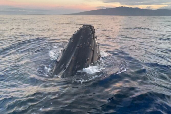 Whale Watch and Scenic Tour from Kayak - Olowalu Beach check-in, briefing, and how the outing actually starts