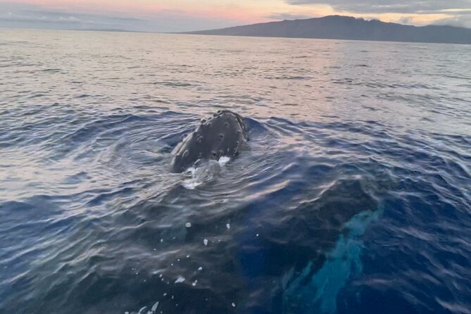 Whale Watch and Scenic Tour from Kayak - Dec to Apr whale watching mode, and what happens outside whale season