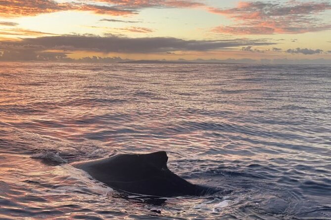 Whale Watch and Scenic Tour from Kayak - What you might see: humpback whales, dolphins, turtles, and reef life