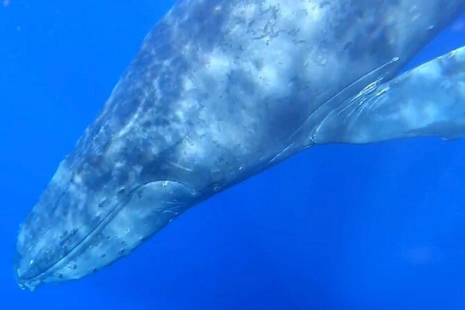 Whale Watch and Scenic Tour from Kayak - Guides who shape the ride, from La to Jeanbarakah