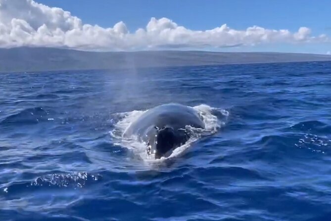 Whale Watch and Scenic Tour from Kayak - Value check: what you are paying for (and what you are not)