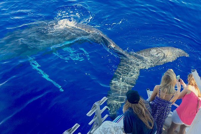 Whale Watch and Turtles Snorkel - Key Things I’d Put on Your Radar