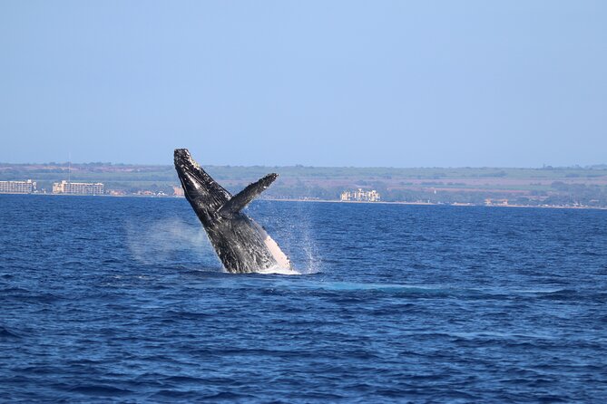 Whale Watch and Turtles Snorkel - Snorkeling on Maui Reefs, Plus Turtle Odds
