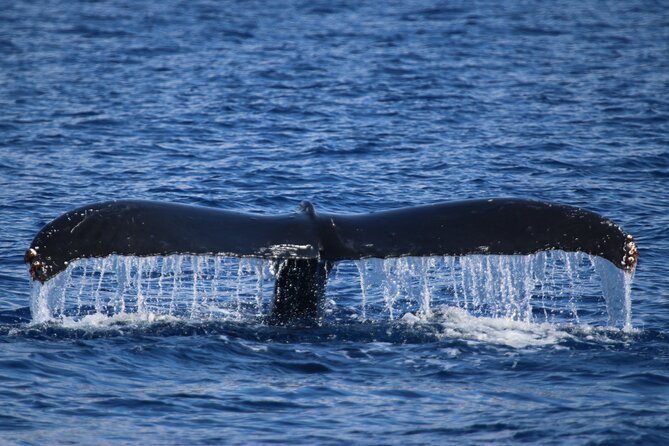 Whale Watch and Turtles Snorkel - Whale Watching With a Real Guarantee (Not Just a Promise)