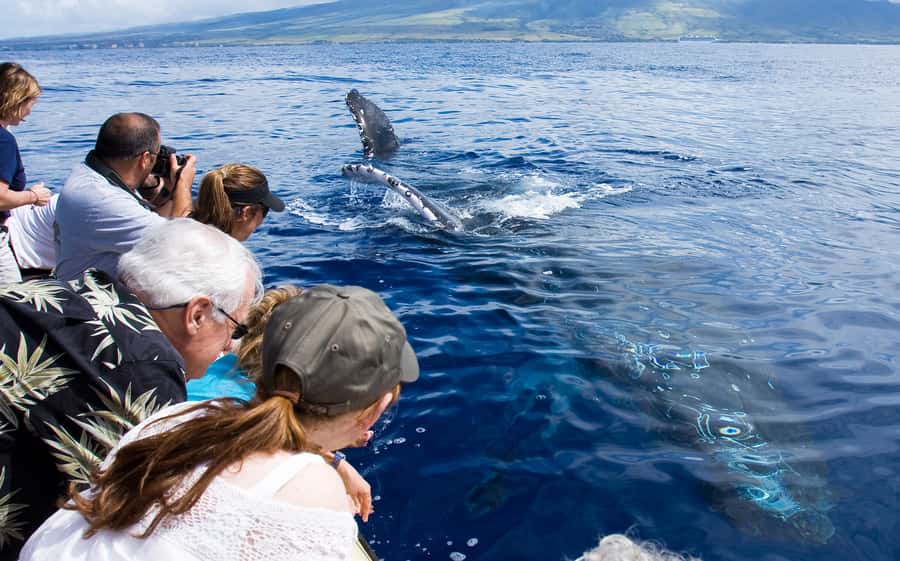 Whale Watch Sail Ma'alaea - Key things that make Whale Watch Sail Ma’alaea worth your time
