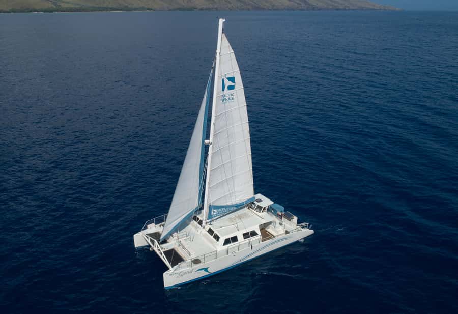 Whale Watch Sail Ma'alaea - The timeline that shapes your whale sightings
