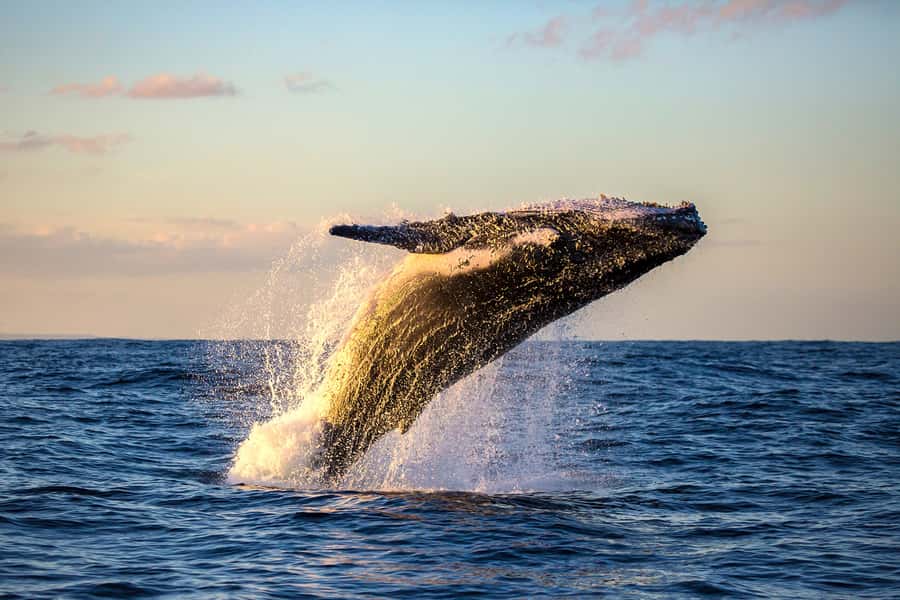 Whale Watch Sail Ma'alaea - Underwater hydrophones: hearing whale songs is the real upgrade