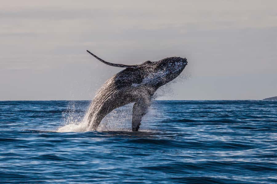 Whale Watch Sail Ma'alaea - The education side: Marine Naturalist commentary that keeps you paying attention