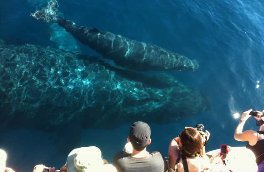 Whale Watch Sail Ma'alaea - Practical stuff to bring so your day stays smooth
