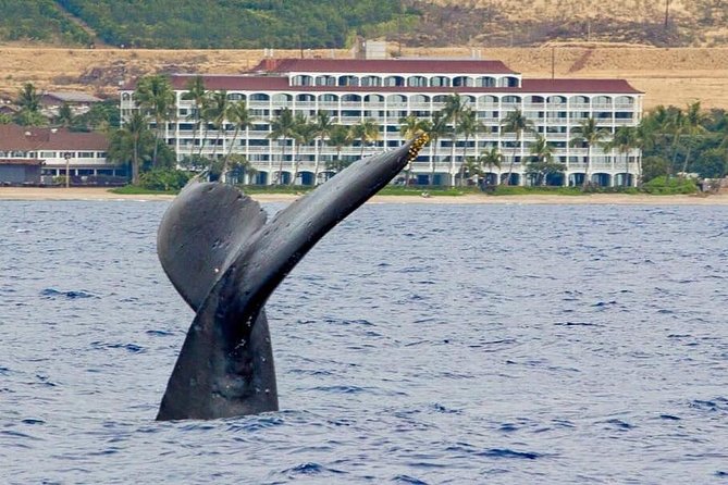 Whale Watching Experience - Key highlights to know before you go