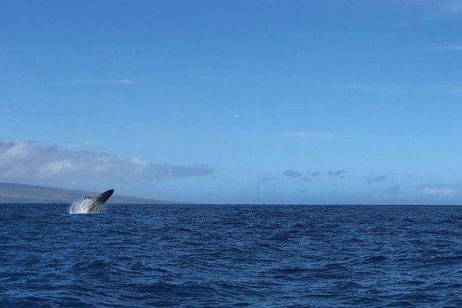 Whale Watching Experience - Kaanapali Beach meetup, dinghy step, and why you should dress for water