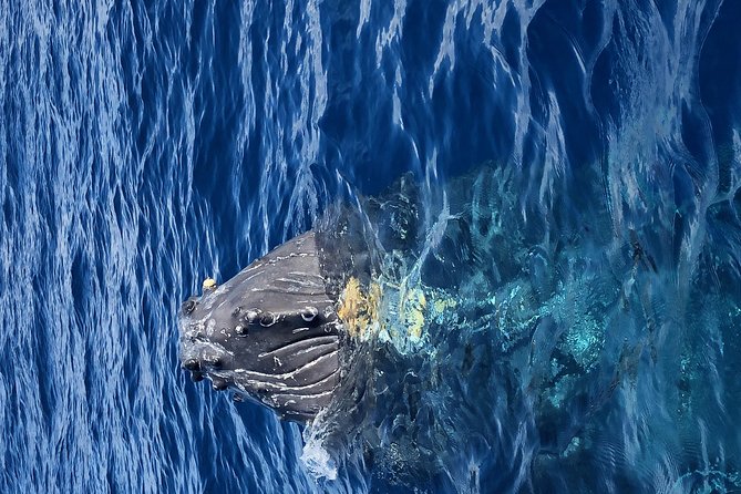 Whale Watching Experience - Humpback behavior tips: from mom and calf to male competition