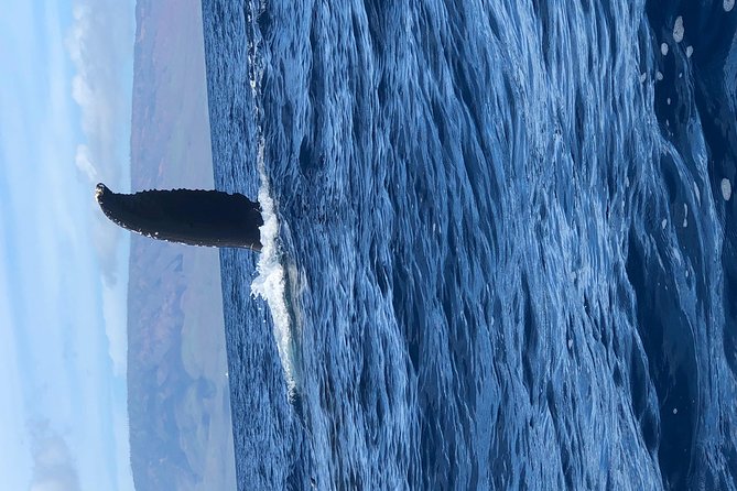 Whale Watching Experience - Getting close for photos: what to aim for, and how to handle motion