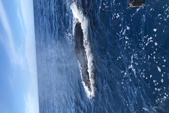 Whale Watching Experience - Crew energy, marine training, and small-boat extras that make the trip better