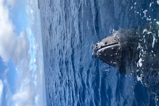 Whale Watching Experience - Price and value at about $102.20 for a close-up, small-group whale watch