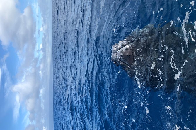 Whale Watching Experience - Who should book this, and who might want a different style?