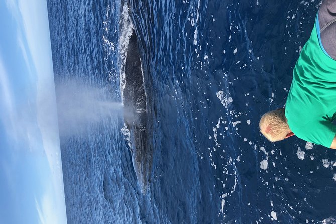 Whale Watching Experience - What you will actually do on the water in about two hours