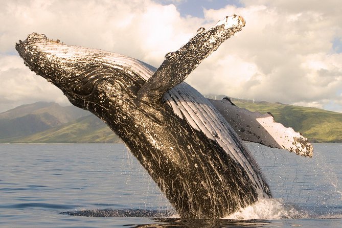 Whale Watching from Ma'alaea Harbor - The 2-Hour Cruise: Whale Songs, Behavior Talk, and Real Viewing Time