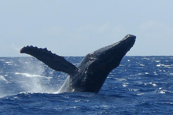 Whale Watching from Ma'alaea Harbor - Maalaea Harbor Shops: Quick Break, Easy Mindset
