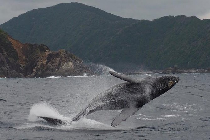 Whale Watching from Ma'alaea Harbor - Comfort, Seas, and How to Maximize Your Chances
