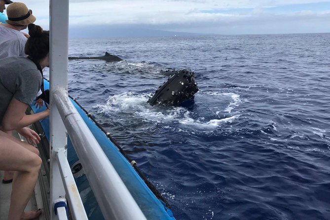 Whale Watching from Ma'alaea Harbor - The Marine Naturalist Impact: Why the Talk Changes the Whole Trip
