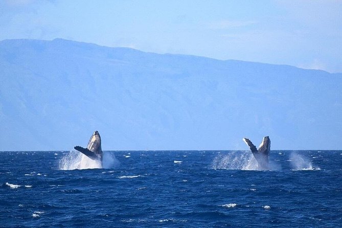 Whale Watching from Ma'alaea Harbor - Who This Tour Fits Best