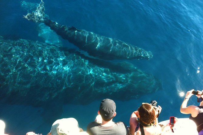 Whale Watching from Ma'alaea Harbor - Maui Ocean Center Stop: A Useful Warm-Up or Extra Time