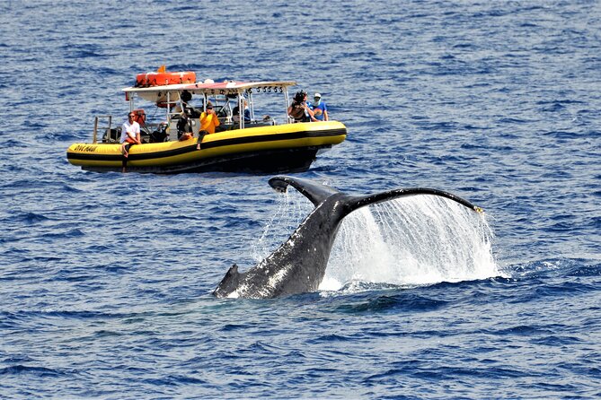 Whale Watching Maui: 2-Hour Small Group Raft Tour from Lahaina - Key highlights that matter on this whale raft