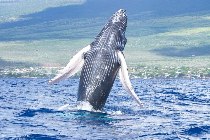 Whale Watching Tour on a Charming Hawaiian Catamaran From Maalaea - Key things to know before you go