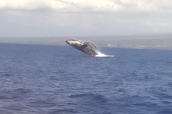 Whale Watching Tour on a Charming Hawaiian Catamaran From Maalaea - Humpback season on Maui, and what that actually means