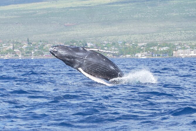 Whale Watching Tour on a Charming Hawaiian Catamaran From Maalaea - The cruise rhythm: scanning, spotting, then repositioning