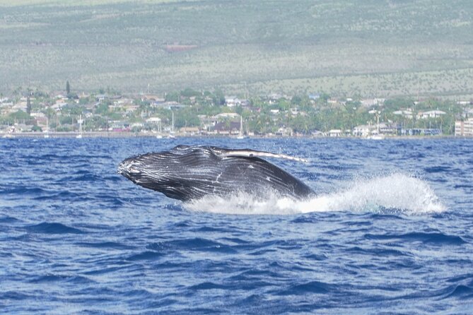 Whale Watching Tour on a Charming Hawaiian Catamaran From Maalaea - West Maui views plus whale behavior lessons