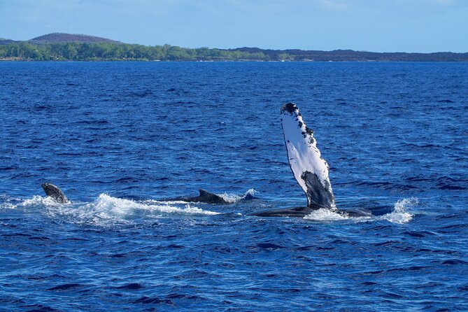 Whale Watching Tour on a Charming Hawaiian Catamaran From Maalaea - Dolphin encounters: possible, not the headline