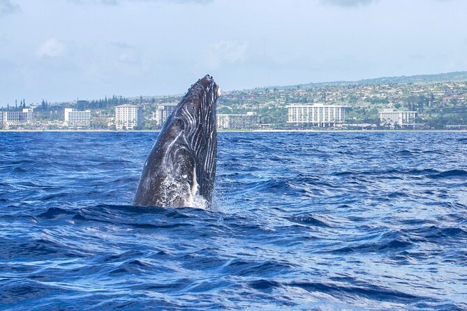 Whale Watching Tour on a Charming Hawaiian Catamaran From Maalaea - Who this whale watching tour is best for