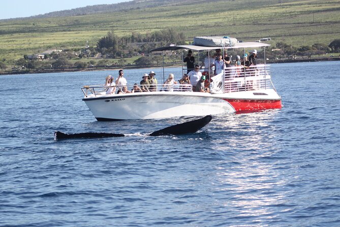WHALES GUARANTEED Maui Whale Watching Makai Adventures - Mala Boat Ramp Check-In, and That Barefoot Cruise Thing