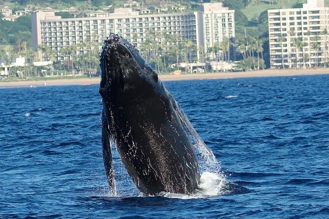 WHALES GUARANTEED Maui Whale Watching Makai Adventures - Whale Watching Etiquette That Keeps It Safe and Still Thrilling