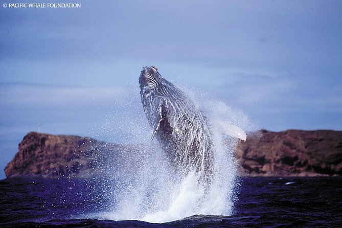 Whalewatch Deluxe Tour from Ma'alaea Harbor - Why Maui’s humpback season feels close on this 65-foot catamaran