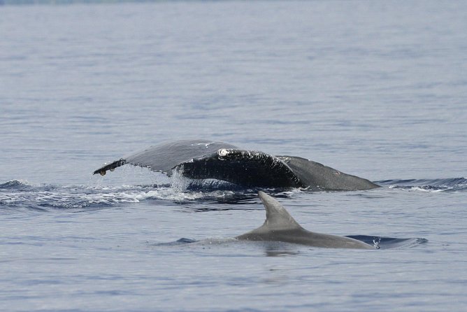 Whalewatch Deluxe Tour from Ma'alaea Harbor - Marine naturalists and the whale behavior talk you can actually use