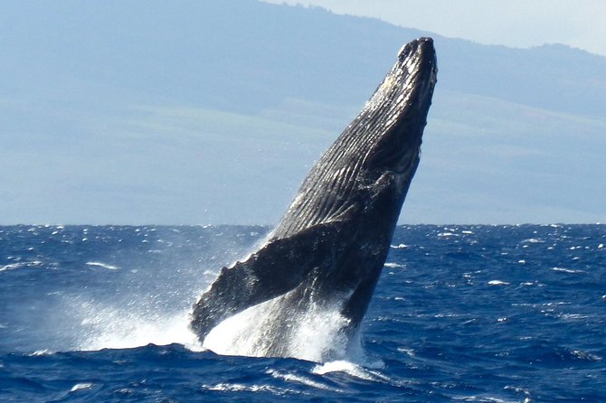 Whalewatch Deluxe Tour from Ma'alaea Harbor - What happens during the 3 hours: PacWhale Eco-Adventures, then back to Ma’alaea
