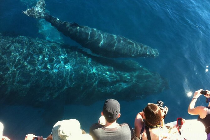 Whalewatch Deluxe Tour from Ma'alaea Harbor - Lunch on the water: buffet comfort plus dietary reality checks
