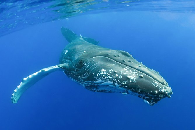 Whalewatch Deluxe Tour from Ma'alaea Harbor - Alcohol rules: free drinks for 21+, but verify your exact departure