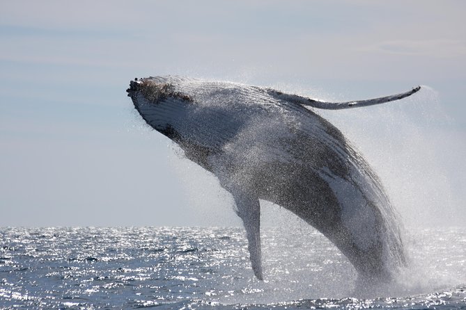 Whalewatch Deluxe Tour from Ma'alaea Harbor - Inside the boat: 75 passengers for better viewing than you expect